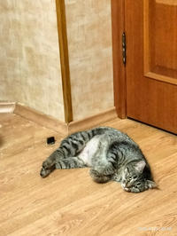 Мурчёна Глинки