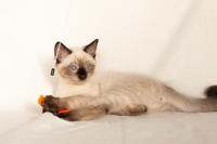 Кирио - Милая сиамочка