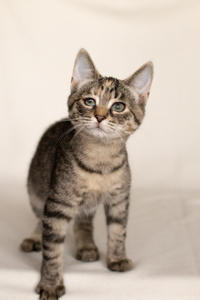 Клеопатра Вах - милая малышка с грустинкой