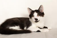 Карат Вах - мохнатый красавчик