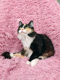 Мусся - кошка для человека