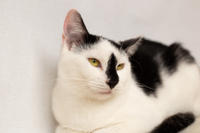 Мура Вах - кошка