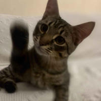 Тиша Мядельский