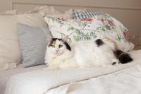 Чара Вах - Кошка, белая