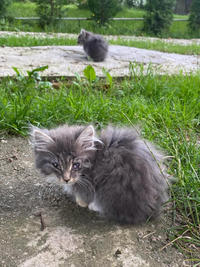 Грейсон - просто красавчик