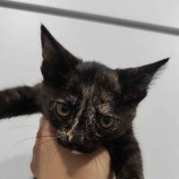     Аделаида фон Нойхофен - Котята из Нового двора