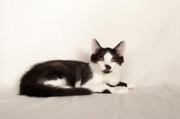 Карат Вах - мохнатый красавчик