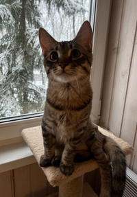 Тиша Мядельский