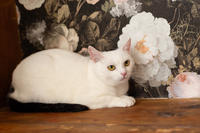 Эззи Вах - Кошка, белая