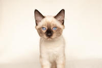 Кирио - Милая сиамочка