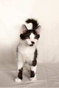 Карат Вах - мохнатый красавчик