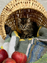 Сью Кудряшка