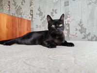 Морис Дружный