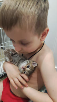 Опал - Крошечный котенок