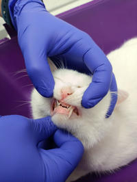 Эззи Вах - Кошка, белая