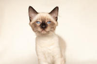 Кирио - Милая сиамочка