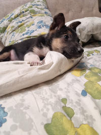 Гарик - Крошка щенок