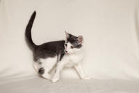 Кронос Вах - милый озорник