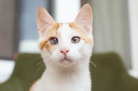 Генри Форд - ласковый целовательный котенок