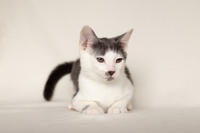 Кронос Вах - милый озорник