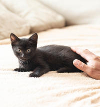 Стич Мотольский