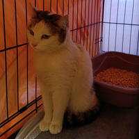 Зефирка Вах