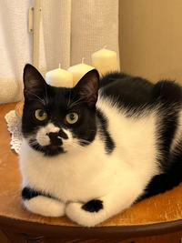 Бэтман Тимошенко