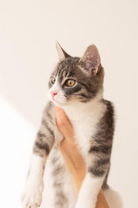 Белочка Веро - Красота! Характер! Личность!