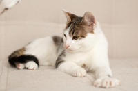 Арбузик полосатый - любовь в полоску!