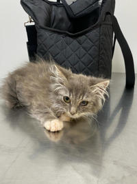 Грейсон - просто красавчик