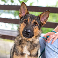 Тишка Дружный