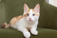 Генри Форд - ласковый целовательный котенок