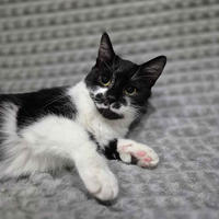     Тёма Дачный