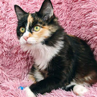     Мусся - кошка для человека