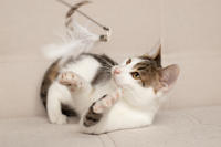 Арбузик полосатый - любовь в полоску!