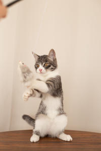 Белочка Веро - Красота! Характер! Личность!