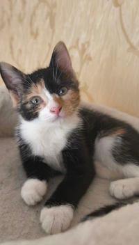 Сладкая Ириска - нежное ласковое дитя