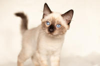 Кирио - Милая сиамочка