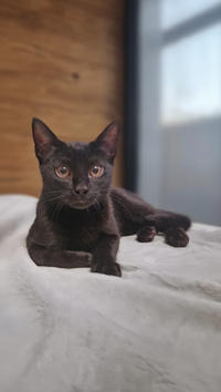 Арман Саган - Последний выживший котенок