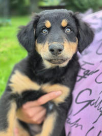 Берта Малышка