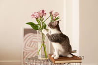 Булочка Веро - ласковая малышка