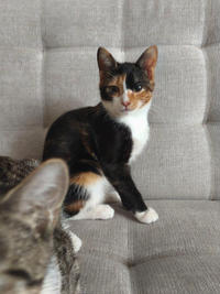 Сладкая Ириска - нежное ласковое дитя