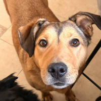     Веста Дружная