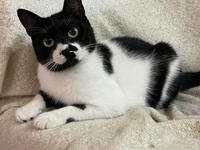 Бэтман Тимошенко