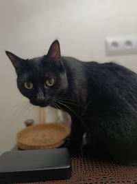 Бони Вах - Кошка, черная