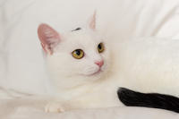 Эззи Вах - Кошка, белая