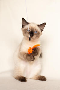 Кирио - Милая сиамочка