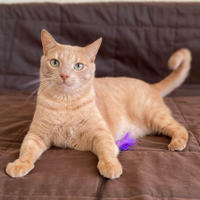     Мурзик - персиковый красавчик