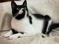 Бэтман Тимошенко