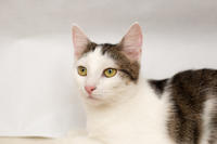 Малышка Вах - кошка